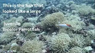 Blacktip Grouper