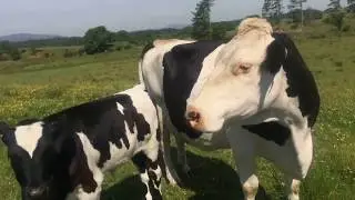 Curious Cows and Calves at The Ethical Dairy