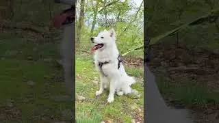 Paws, trails, and wagging tails 🐶⛰️