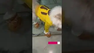Dog wearing shoes for first time | see how he reacts | look his eyes 👀 | dancing in the dark