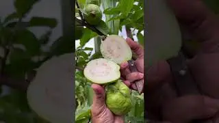 Guava branch cutting produce a lot of fruits.#shorts