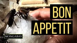 Cricket Farm: The future of food