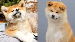 😍 Akita dog 😂 - Funny and Cute Akita Videos 2021 #2