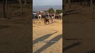 Arriving at the livestock market #farm #bulls #cattle