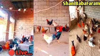 💥ShaniBabaFaram🐓Everyone shocked after seeing this real Aseel and Dasi Roosters 😱