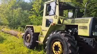 MB Trac 800 zieht schweren und eingewachsen Buchen Stamm aus dem Wald mit Hanglage