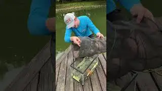 Я нашёл редкую рыбу в своём пруду! #рыбалка #bassfishingproductions #рыба #питомцы #аквариум #жив...