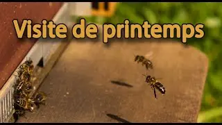 Premi&egrave;re visite de printemps au rucher