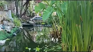 Estanques Peces y aventuras está en vivo