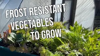 Frost Resistant Vegetables to Grow in Winter #Gardening #Grow #Winter