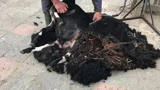 Stadsboerderij BuytenDelft - schapen scheren