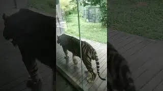 melihat macan dari dekat 