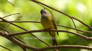 Grey-headed Canary under green canopy in soft sunlight
