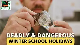 Deadly & Dangerous School Holidays Awaits... | Australian Reptile Park