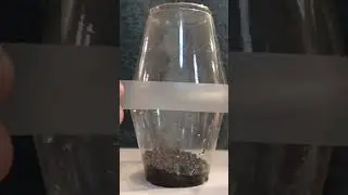 SATISFYING PLANT VIDEO #plants #houseplants #plantgoals #houseplant #satisfying