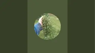 Shane&rsquo;s world is live!  Harvest chem 91 skunk marijauana plant im rain￼