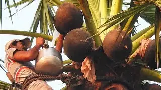 How to Collect Toddy Wine Sap Videos, Neera 4m Palm Tree, Thati Kallu, Natural Alcohol for Health