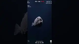 Those teeth are the largest in the ocean relative to body size. And it... #fangtooth #deepsea #scary