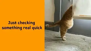 These 50 Cats And Dogs Have No Business Being This Cute