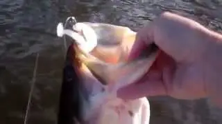 Lunkerhunt - Swim Bento in Action