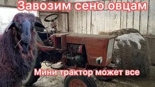 Кормление овец зимой. Овцеводство как бизнес