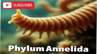 Phylum Annelida | Segmented body, metameric segmentation| New biology class 11th || Ch#1, lecture#15