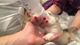 Rocket - 12 day old Siberian Husky bottle feeding