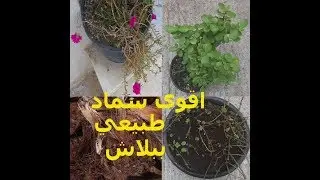 طريقة تحضير اقوى سماد طبيعي من مخلفات النخيل