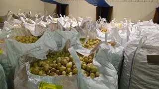 U.S. Potato Industry Churns $100B A Year Into U.S. Economy