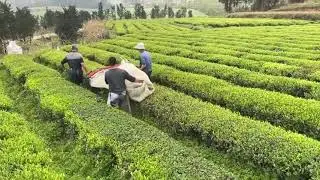 Mechanical tea harvesting machine
