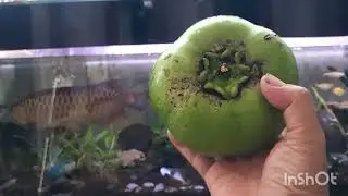Buah black sapote/sawo hitam..buah aneh katanya black kok ijo?? Gimana rasanya yaa