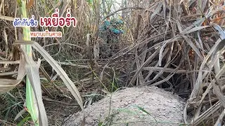หมานเกินคาดกับซิ่ง10หลังหมายป่าอ่อยปลายนา