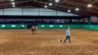 Goat Tying Jackpot Runs