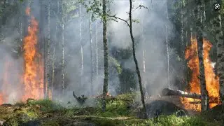 How Deforestation Affects Animals