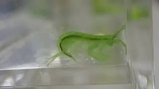 モズミヨコエビ Ampithoe valida