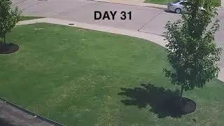 Summer Scalp Recovery Timelapse