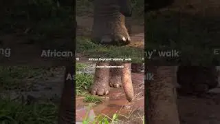 African and Asian Elephant Feet