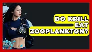 Do Krill Eat Zooplankton? - The Marine Life Explorer