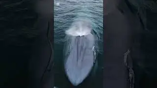Blue Whale's:🐋🐳 & Shorts Videos #shorts #viralvideo #shortvideo #shortsviral #viral