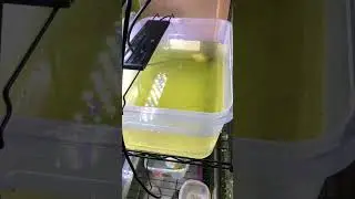 Raising brine shrimp to mature size