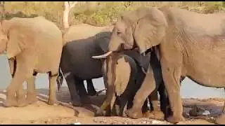 Funny elephant rhino interaction