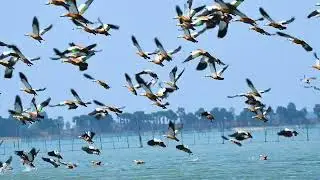Chilika  Nature Camps Short Promotional video
