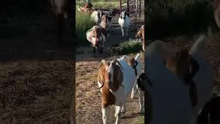 Why boer goats are the best breed for meat production #echofarms #boergoats