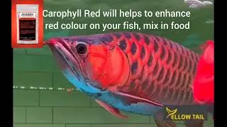 Carophyll Red powder will Enhance Red Colour on Fishes