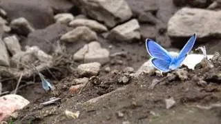 Green-underside blue (Glaucopsyche alexis) ⁴ᵏ ᵁˡᵗʳᵃ ᴴᴰ