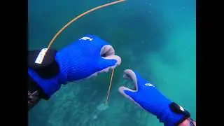 California Spearfishing Sargo, Sheephead , Opaleye