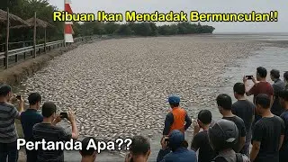 Pertanda Apa? Ribuan Ikan Tiba-Tiba Lompat ke Permukaan Seakan Takut Sesuatu