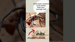 Warrior Ant Natural Selection