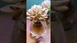 How to Grow Succulents in Water | Step-by-Step for Beginners