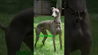Top 5 Fastest Dog Breeds in the World #fastdog #dogbreeds #dogshorts #dogs #viral #2023